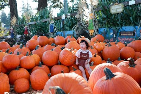 Child Pumpkin Patch - Free photo on Pixabay - Pixabay
