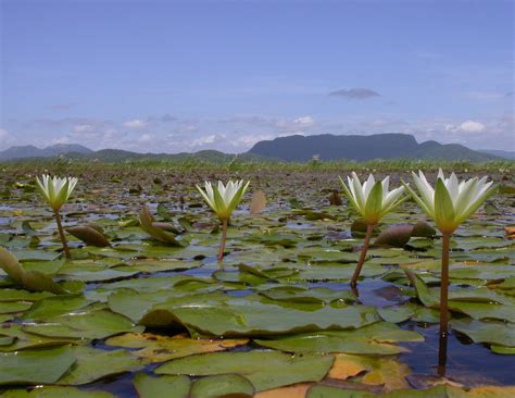 nymphaea nymphaeaceae image   plantsystematicsorg