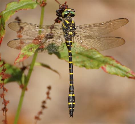Кордулегастр кільчастий (Odonata of Ukraine / Бабки України) · iNaturalist