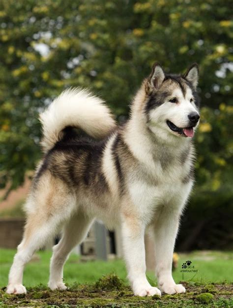 Top 20 Cutest Dog Breeds around the World | Щенки маламута, Милые ...