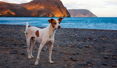 Guide to Island Hopping in the Canary Islands | Ferryhopper