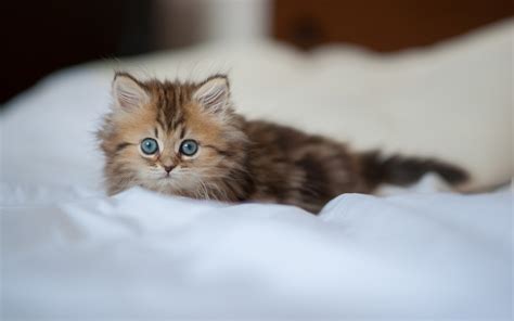 Кошки фото. Галерея красивых фотографий котов, кошек и котят