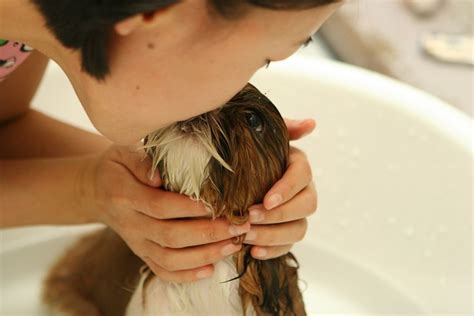 Is It Ok To Kiss Your Dog - 4 Possible Issues