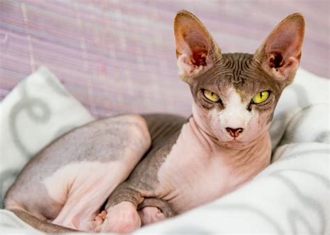 What Is a Sphynx Cat and How Big Do They Get? | Litter-Robot