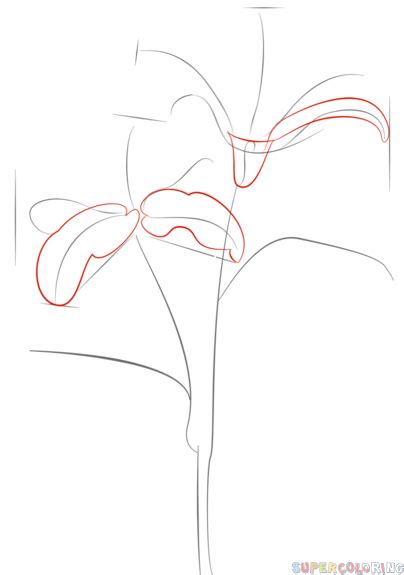 How to draw tiger lily step by step. Drawing tutorials for kids and ...