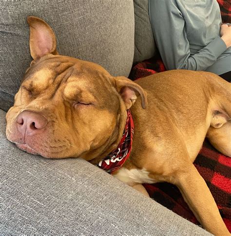 Thomas Shelby | Angel City Pit Bulls | Los Angeles Dog Rescue