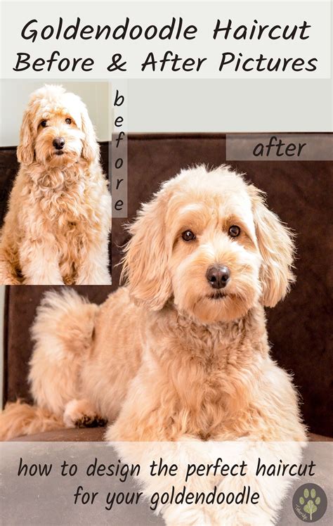 Teddy Bear Shaggy Goldendoodle Haircuts / Em On Twitter Pretty Boy Hair Cut Https T Co