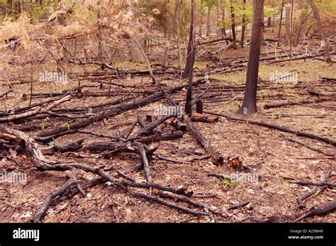 burning  res stock photography  images alamy