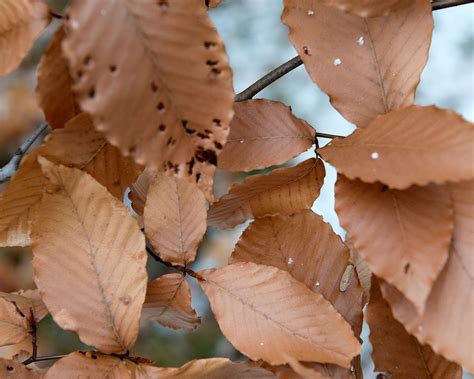 Photo #61558 | Fagus grandifolia | plant lust