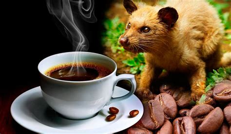 Кофе Лювак - особенности, подделки, где купить, цены, отзывы