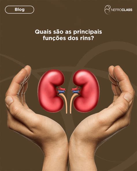 O Que Os Rins Fazem - Conheça as principais funções dos rins - NefroClass