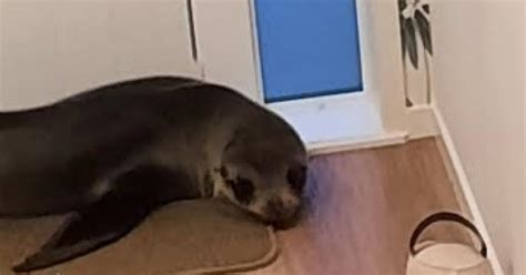 VIDEO Bizarná návšteva: Tuleň sa vlámal do domu, vydesil mačku a ...