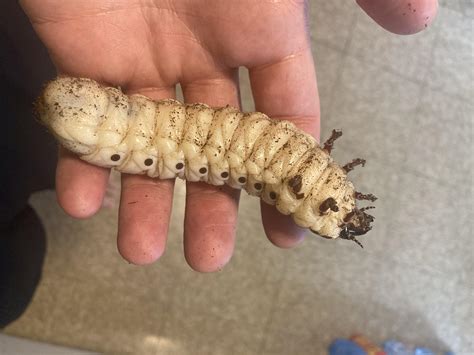 My Goliath beetle larvae is very dramatic : r/awwnverts