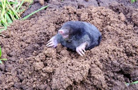 How to effectively use mole treatment to control moles ? – Stop Mole