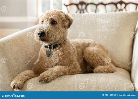 A Brown, Soft-coated Wheaten Terrier and Poodle Mix Dog on a Chair ...