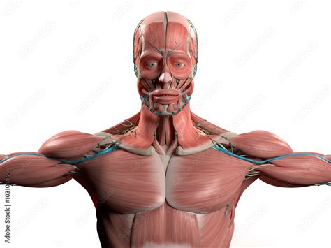 Human anatomy showing face, head, shoulders and torso muscular system, bone structure and ...