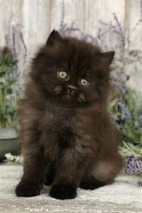 Black Persian Kittens | Black Persian Cats | Doll Face Persian Kittens