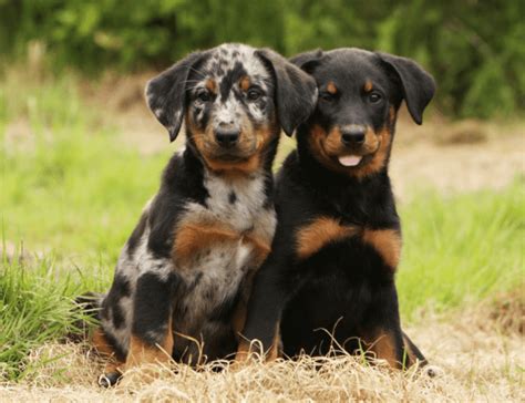 Catahoula Cur vs Beauceron - Breed Comparison | MyDogBreeds
