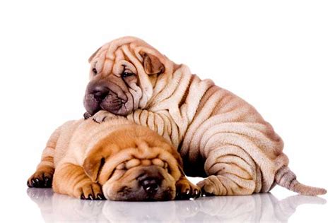 Chinese Shar-pei Growth Chart (Weight Chart & Size Chart)