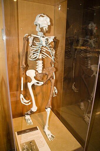 Human - Wikipedia