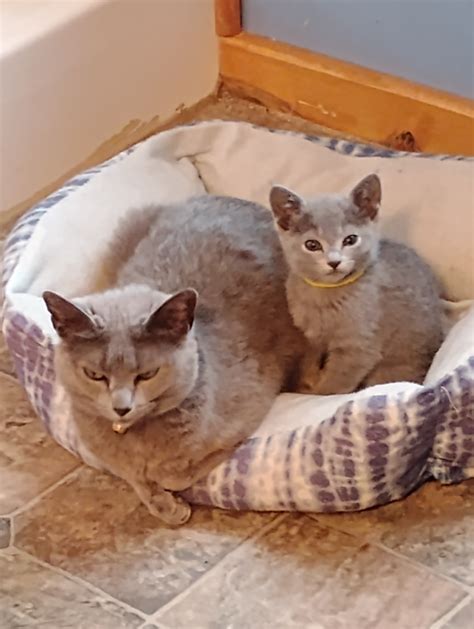 Russian Blue Kittens