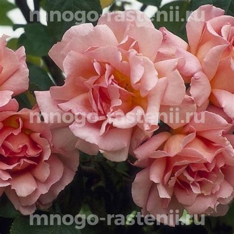 Саженцы Роза Компассион (Rosa Compassion) купить по цене 1760 руб. в ...