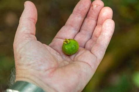 Premium Photo | Fruit known as gabiroba guabiroba guabirova guavirova ...