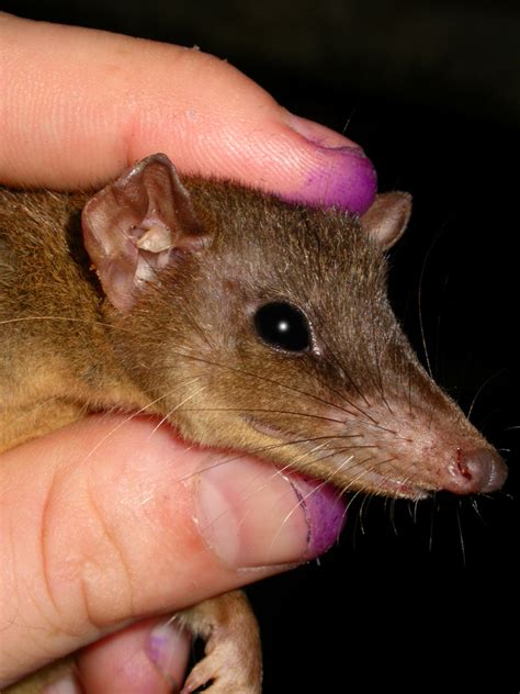 Длиннохвостая сумчатая крыса (Энциклопедия животных ) · BioDiversity4All