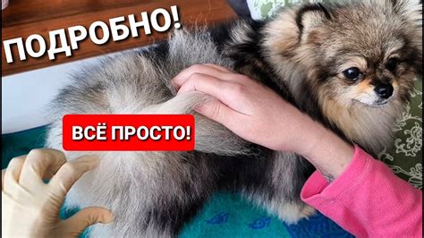 Как чистить параанальные железы у собак в домашних условиях, самому ...