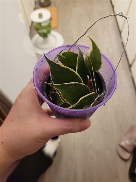 Can't stop shaking from excitement... : r/hoyas