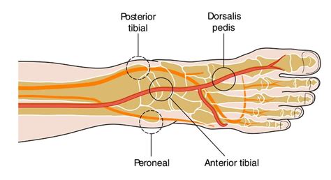 dorsalis pedis artery definition location anatomy function
