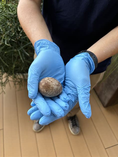 1st record of rare peregrine falcons nesting in S'pore captured at OCBC