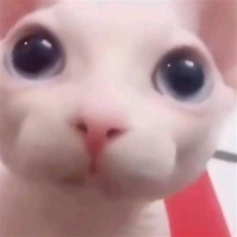 i love bingus : r/bingus
