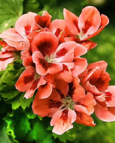 Пеларгония королевская Регалия Салмон Оранж (Regalia Salmon Orange ...