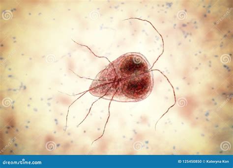 Giardia Intestinalis Protozoan Royalty-Free Illustration ...