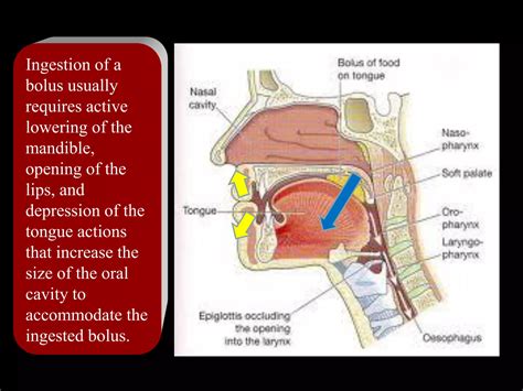 Anatomy and Neurophysiology of Swallowing | PDF
