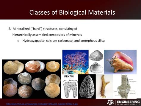 structural  biological materials powerpoint