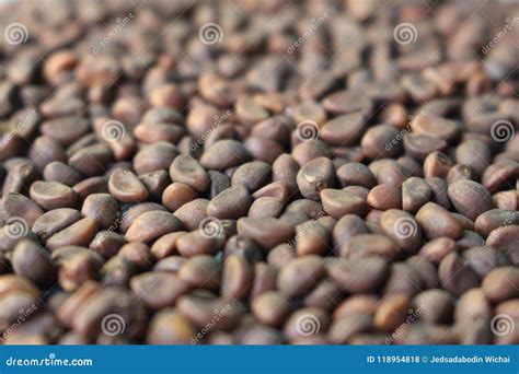 Morning glory seeds stock photo. Image of floral, gardening - 118954818