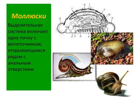 Эволюция выделительной системы - презентация онлайн