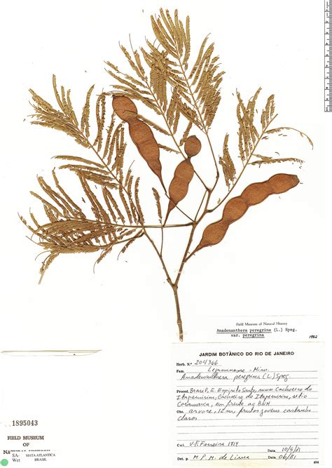 Anadenanthera Visionary Plant Of Ancient South America 7
