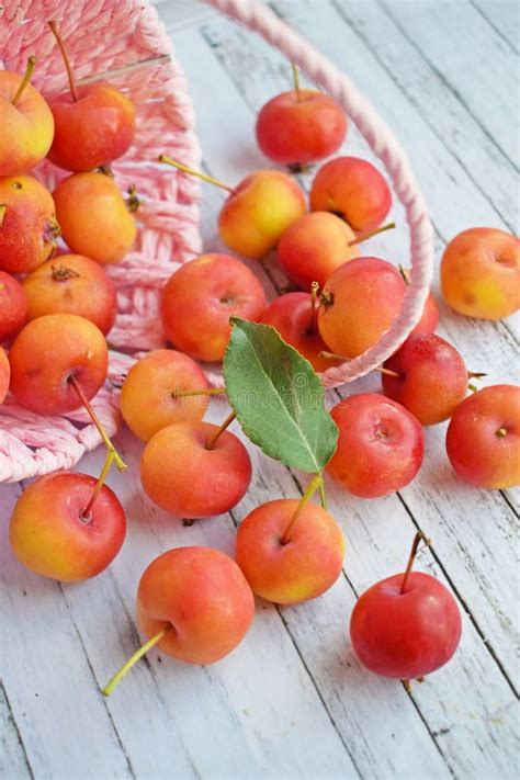 Ripe Red Ranetki In Clusters On Branch As A Postcard Stock Photo ...