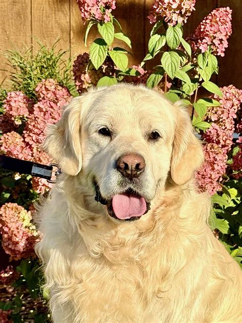 Golden Retriever Rescue and Adoption - Golden Bond Rescue