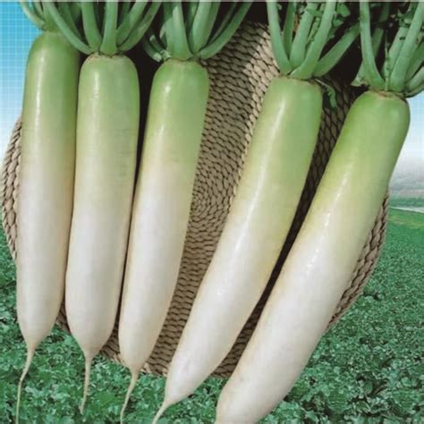 lobak archives pt tani murni indonesia benih terbaik