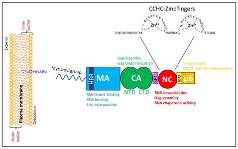 How HIV-1 Gag Manipulates Its Host Cell Proteins: A Focus on