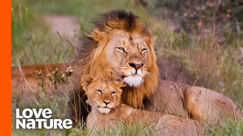Baby Lions Meet Dad For The First Time | Love Nature - YouTube