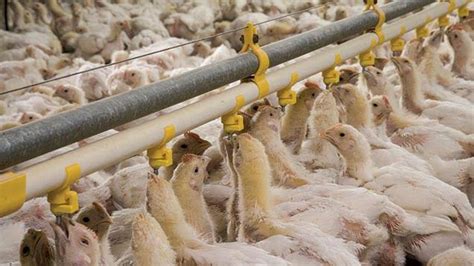 Broiler chicken tips for beginners