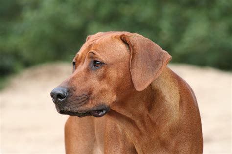 rhodesian ridgeback shedding factstips myths unveiled