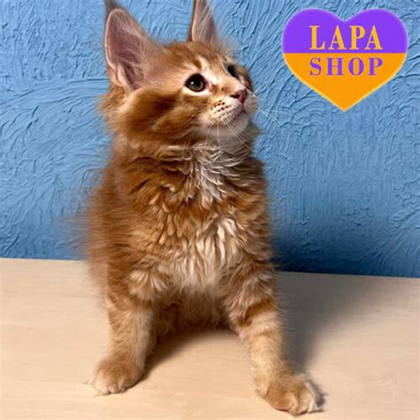 Чарівне червоне кошеня породи мейн-кун Кларк | Lapa.shop