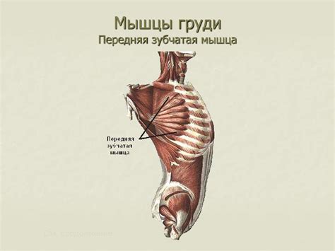 Мышцы туловища, головы, шеи - презентация онлайн