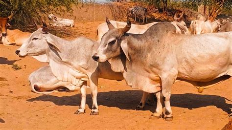 cow and ox meeting time - YouTube